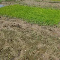 باکس توم درجه یک هاشمی