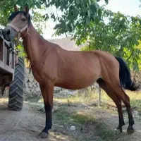 مادیان|اسب و تجهیزات اسب‌سواری|کاشان, کارگر|دیوار