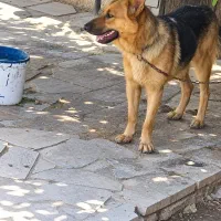 سگ ژرمن نگهبان