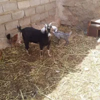 بز.|حیوانات مزرعه|همدان, |دیوار