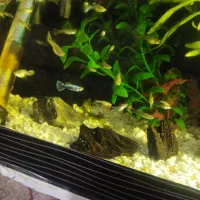 گوپی نژاد بیگر|ماهی|ورامین, ورامین|دیوار