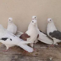 کبوتر جم