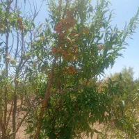 باغ ۱۶۰۰متری بادام دارای آب و سندتکبرگ  زیر قیمت|فروش زمین و ملک کلنگی|اصفهان, خرم|دیوار