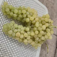 فروش انگور مناسب شیره گیری دوشاب