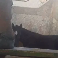 اسب مادیان شیش ماهه