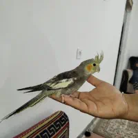 دوعدد عروس هلندی سه ماهه دستی بایه قفس بزرگ طرحدار