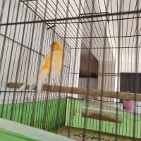 قناری|پرنده|مرودشت, کناره|دیوار