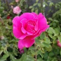 رز هلندی گلدانی