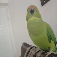 طوطی ملنگو آشتی خانگی حرف نمیزنه ولی بازیگوش هست|پرنده|منوجان, |دیوار