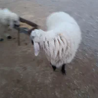 بره چاق|حیوانات مزرعه|درمیان, |دیوار