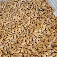 خوراک دام ذرت گندم جو سویا یونجه