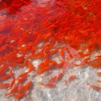 پخش ماهی قرمز