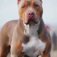 پیتبول ارام