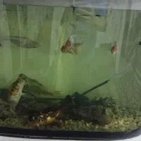 آکواریوم با بخاری تسویه وماهی|ماهی|مشهد, خواجه ربیع|دیوار