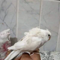 مرغ عشق پروانه ای دستی|پرنده|زاهدان, |دیوار