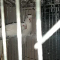 طوطی  برزیلی کتوله مولد|پرنده|فولادشهر, مسکن مهر فولادشهر|دیوار