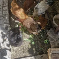 فروش مرغ خانگی تخم‌گذار، یک عدد کرچ
