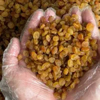 کشمش فروشی با بهترین دستگاه سورتینگ