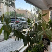 فیکوس لیراتا و فیکوس الاستیکا|گل و گیاه طبیعی|تهران, هروی|دیوار