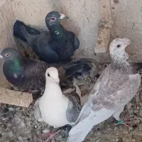 ۴تا پلاکی دست اولی