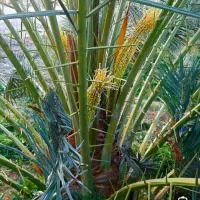 خدمات نخل صفر تا صد . پاجوش نخل موجود است|خدمات باغبانی و درختکاری|رامشیر, |دیوار