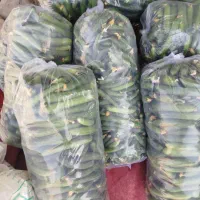 فروش خیار درجه یک
