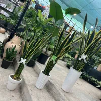 سانسوریا خاص برای روز مادر،هدیه ماندگار، قیمت ویژه