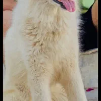 سگ هاسکی سفید