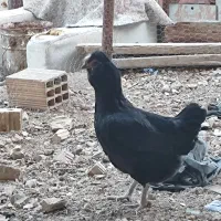 مرغ و خروس گلین|حیوانات مزرعه|شیراز, گچی|دیوار