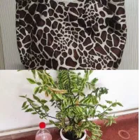 کیف وسایل|کیف، کفش، کمربند|مرند, |دیوار