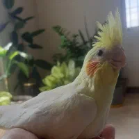 جوجه عروس دستی و آماده آموزش