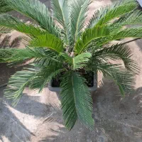 گیاه دیفن باخیا