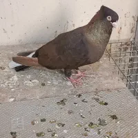 صرب و سوسنی|پرنده|مسجد سلیمان, |دیوار