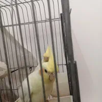 عروس هلندی لوتینو|پرنده|قم, انصارالحسین|دیوار