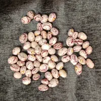 لوبیا چیتی