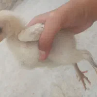 جوجه