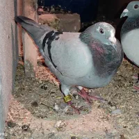 ماده مینا سبز و نر شاپور سفید ‌