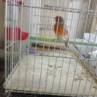 ۳ عدد سهره قناری مست بخون.