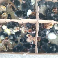 جوجه گردن لختی وکاکلی تولید گیلان یکروزه هرهفته