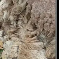 الیاف نشسته قیمت هر کیلو هشتصد هزار تومان