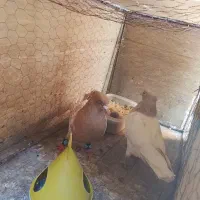 کفتر