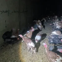 فروش بوقلمون|حیوانات مزرعه|دیواندره, |دیوار