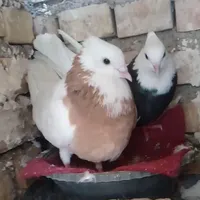 کبوتر