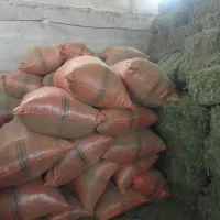 فروش یونجه خشک|حیوانات مزرعه|گتوند, |دیوار