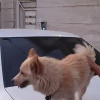 سگ‌ پیداشده