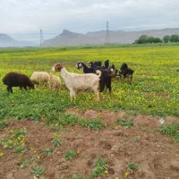 بز و بزغاله