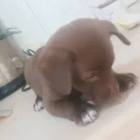 توله باهوش زرنگ آپارتمانی|سگ|نیشابور, هفده شهریور|دیوار