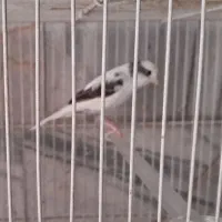 قناری ماده سیاه سفید آماده صد در صد