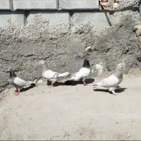 کفتر