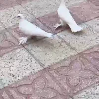 کبوتر زینتی|پرنده|جهرم, |دیوار